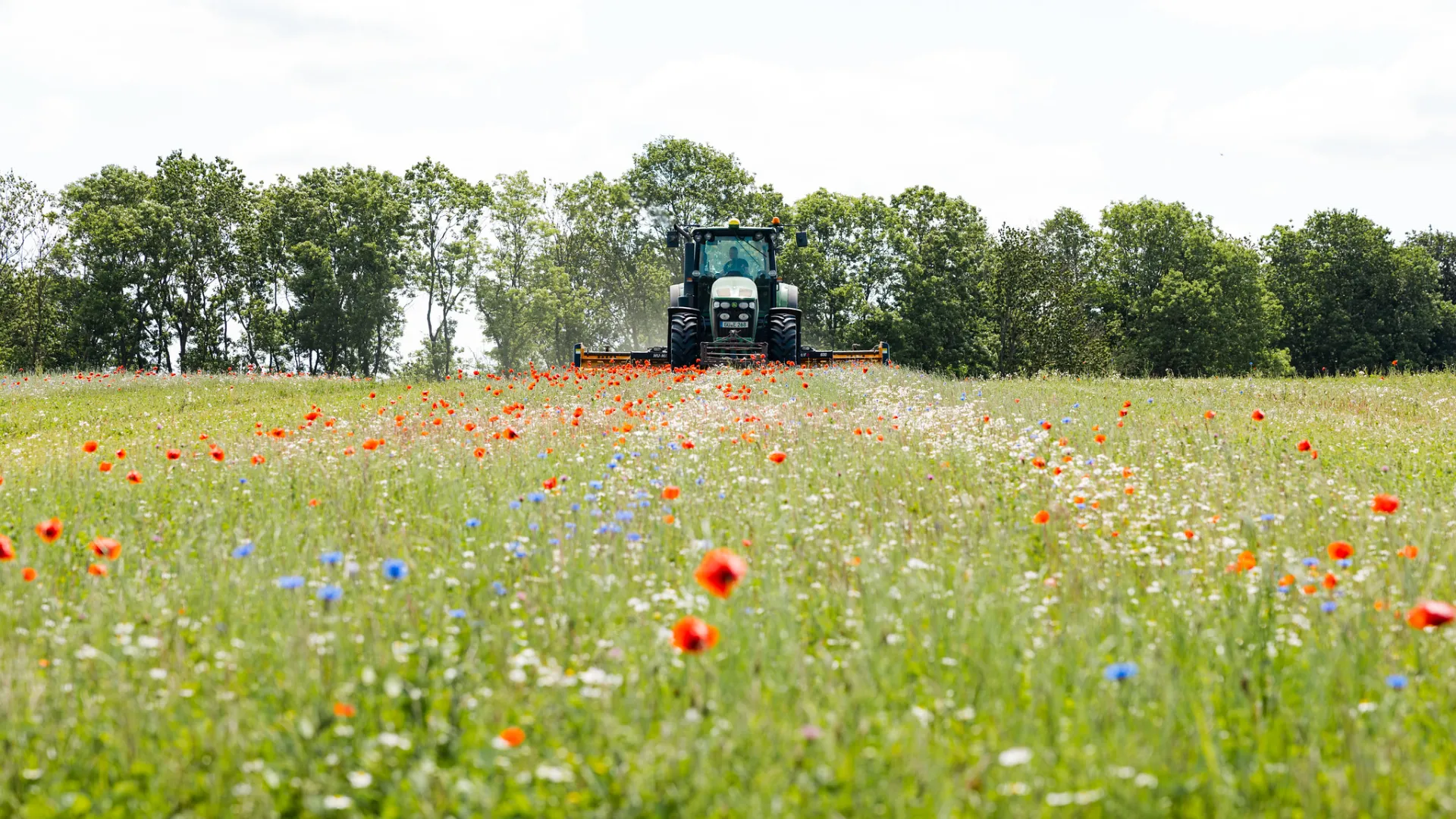 Tracktor mäht eine Wiese mit Mohn- und Kornblumen.